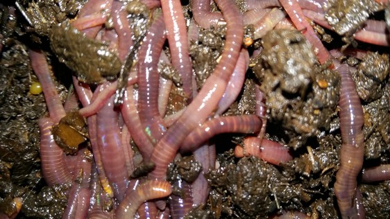 100 EarthWorms Red Wigglers