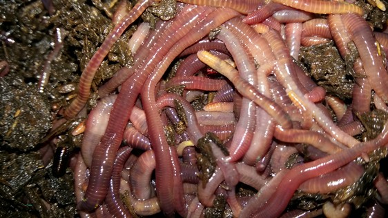Earthworms Red Wigglers